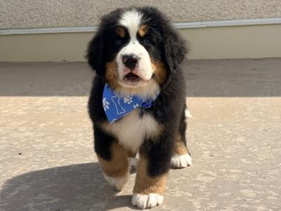 IKC Registered (pending) Bernese Mountain Dog puppies in Tyrone