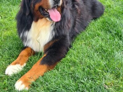 IKc Bernese Mountain Dog pups in Tyrone