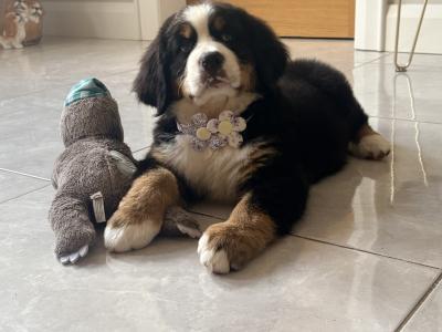 IKc Bernese Mountain Dog pups in Tyrone