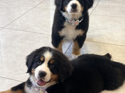 IKc Bernese Mountain Dog pups in Tyrone