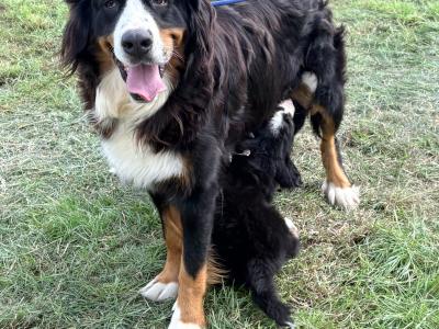 IKc Bernese Mountain Dog pups in Tyrone