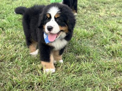 IKc Bernese Mountain Dog pups in Tyrone
