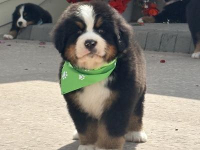 IKc Bernese Mountain Dog pups in Tyrone