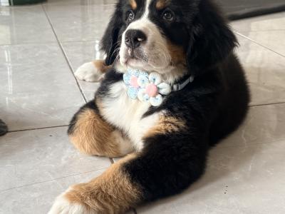IKc Bernese Mountain Dog pups in Tyrone