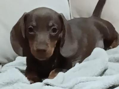 Dachshund puppies in Dublin