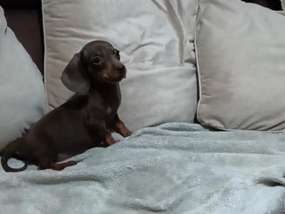 Dachshund puppies in Dublin