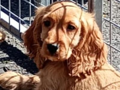Cocker Spaniel puppies in Kilkenny