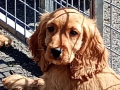 Cocker Spaniel puppies in Kilkenny