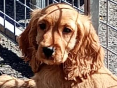 Cocker Spaniel puppies in Kilkenny
