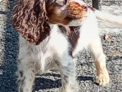 Cocker Spaniel puppies in Kilkenny