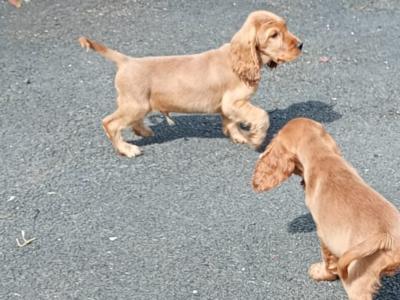 Cocker Spaniel puppies in Kilkenny