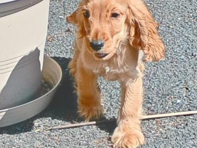 Cocker Spaniel puppies in Kilkenny