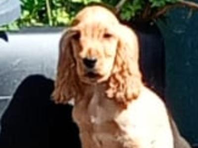 Cocker Spaniel puppies in Kilkenny