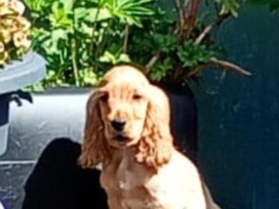 Cocker Spaniel puppies in Kilkenny