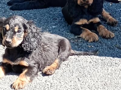 Cocker Spaniel puppies in Kilkenny
