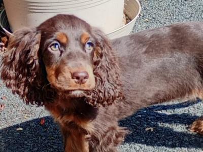 Cocker Spaniel puppies in Kilkenny