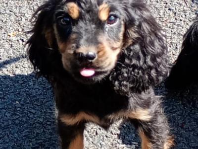 Cocker Spaniel puppies in Kilkenny