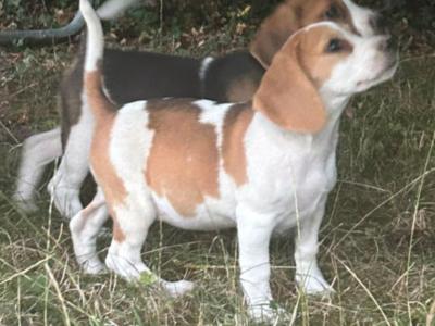 Female pup remaining
