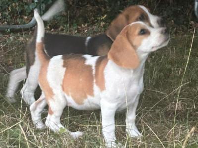 Beagle pup male