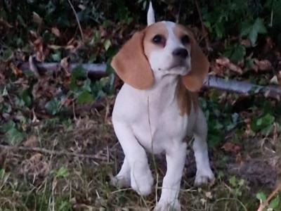 Male Beagle puppy in Kilkenny