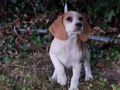 Male Beagle puppy in Kilkenny
