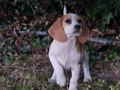 Beagle pup male