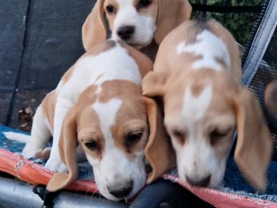Beagle pup male