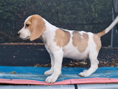 Beagle pup male