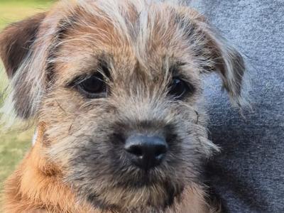 Border Terrier x Shih Tzu puppies in Waterford