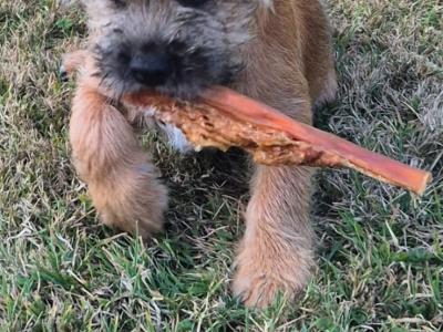 Border Terrier x Shih Tzu puppies in Waterford