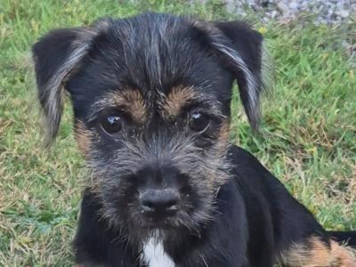 Border Terrier x Shih Tzu puppies in Waterford