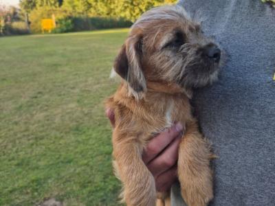 Border Terrier x Shih Tzu puppies in Waterford