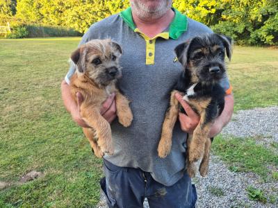 Border Terrier x Shih Tzu puppies in Waterford