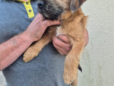 Border Terrier x Shih Tzu puppies in Waterford