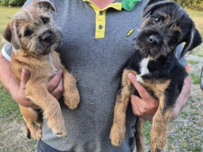 Border Terrier x Shih Tzu puppies in Waterford