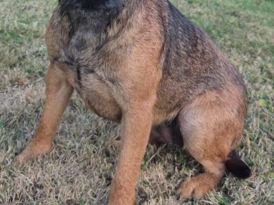 Border Terrier x Shih Tzu puppies in Waterford