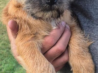 Border Terrier x Shih Tzu puppies in Waterford