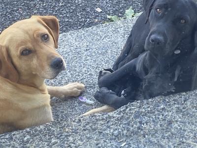 Labrador puppies for sale