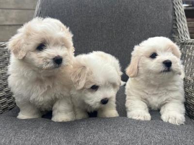 Coton de Tulear x Bichon Frise puppies in Meath