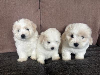 Coton de Tulear x Bichon Frise puppies in Meath