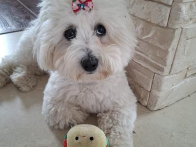 Coton de Tulear x Bichon Frise puppies in Meath