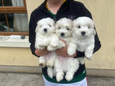 Coton de Tulear x Bichon Frise puppies in Meath