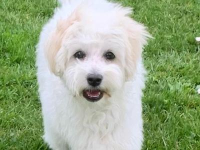 Coton de Tulear x Bichon Frise puppies in Meath
