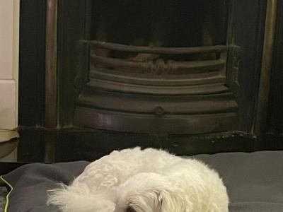 Coton de Tulear x Bichon Frise puppies in Meath
