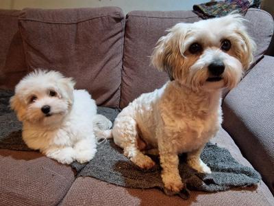 Coton de Tulear x Bichon Frise puppies in Meath
