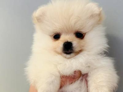 Pomeranian puppies in Cork