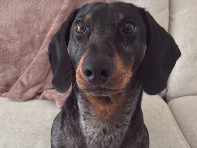 Standard Smooth Haired Dapple Dachshund for Stud