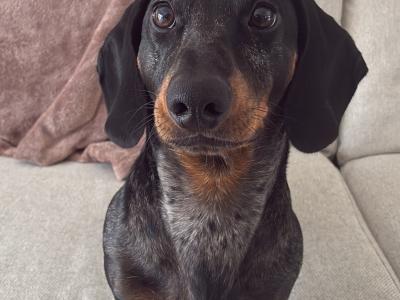 Standard Smooth Haired Dapple Dachshund for Stud