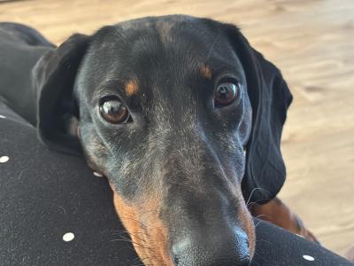 Standard Smooth Haired Dapple Dachshund for Stud