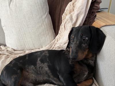 Standard Smooth Haired Dapple Dachshund for Stud